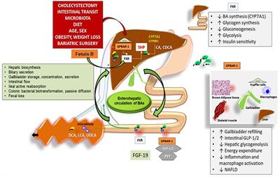 Hepatokines, bile acids and ketone bodies are novel Hormones regulating energy homeostasis